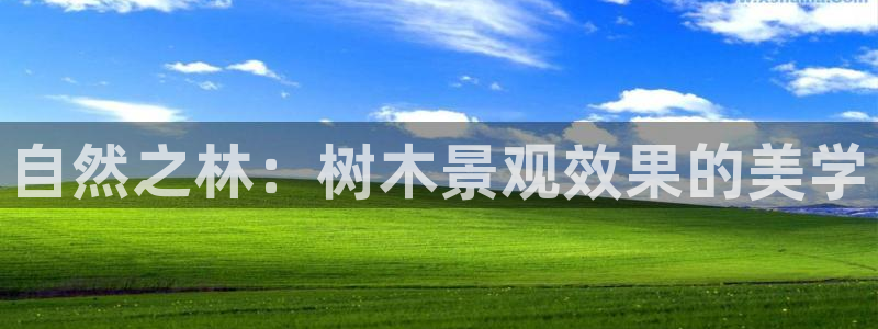 华视娱乐摩根王琛：自然之林：树木景观效果的美学