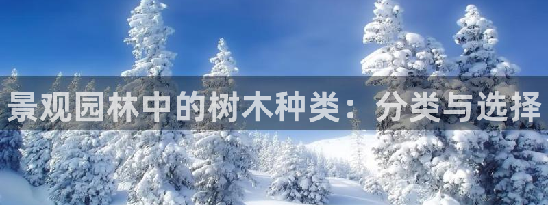 摩根娱乐公会创始人