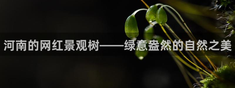 摩根娱乐挂机项目有哪些：河南的网红景观树——绿意盎然的自然之美