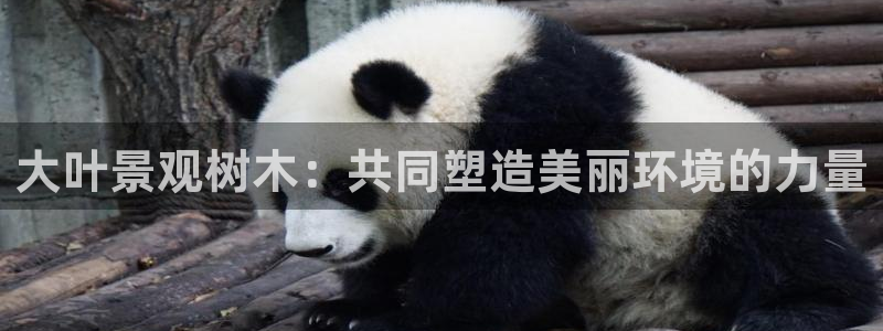 摩根娱乐视频大全