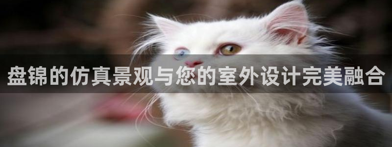 摩根国际娱乐宝下载