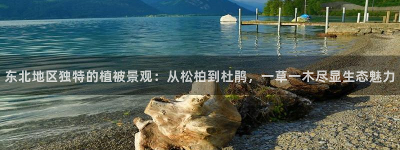摩根娱乐宝创始人：东北地区独特的植被景观：从松柏到杜鹃，一草一木尽显生态魅力
