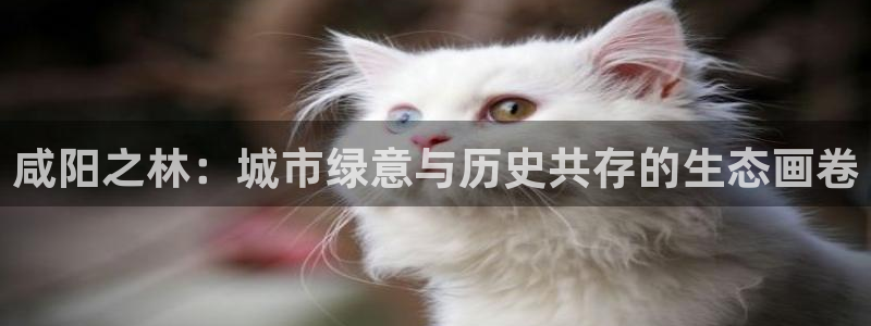 摩根克里克娱乐公司