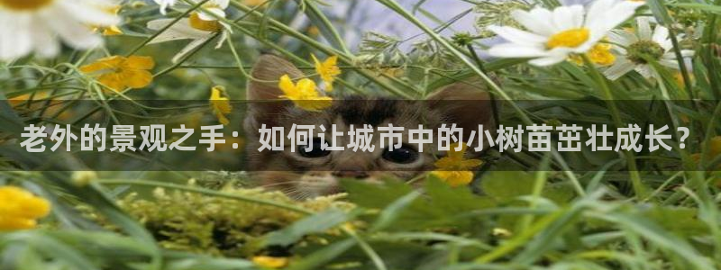 摩根娱乐询问市场总监86738k