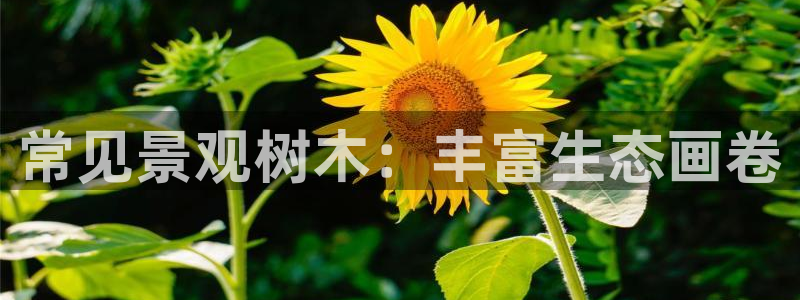 福建泉州白宫摩根会娱乐