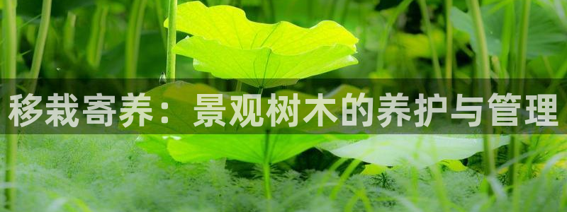 亚瑟摩根娱乐的地方