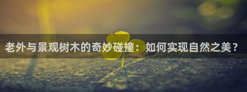 摩根娱乐宝创始人