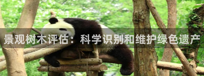 摩根转型娱乐的视频