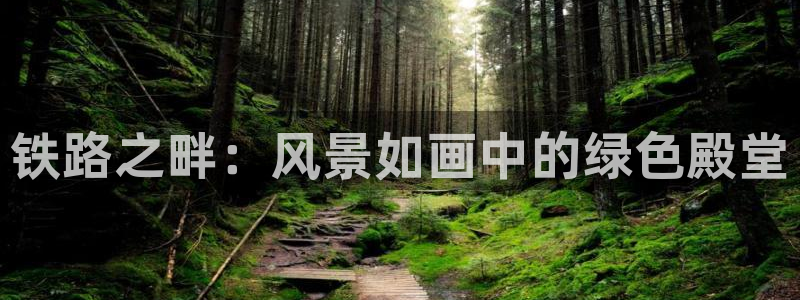 摩根娱乐创始人