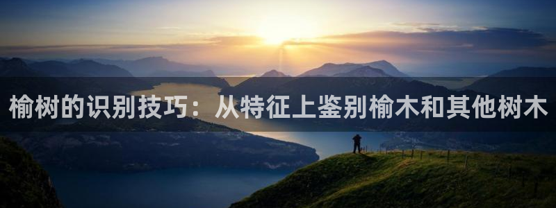 摩根娱乐宝的代理方式：榆树的识别技巧：从特征上鉴别榆木和其他树木