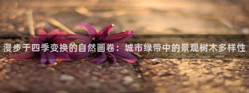 华视娱乐 摩根 王琛