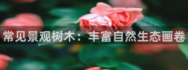 白宫摩根娱乐